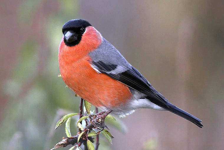 Amazing Bullfinch Pictures & Backgrounds