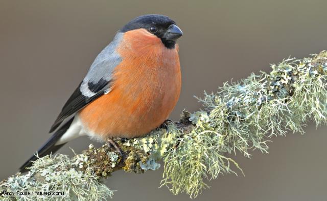 Bullfinch High Quality Background on Wallpapers Vista