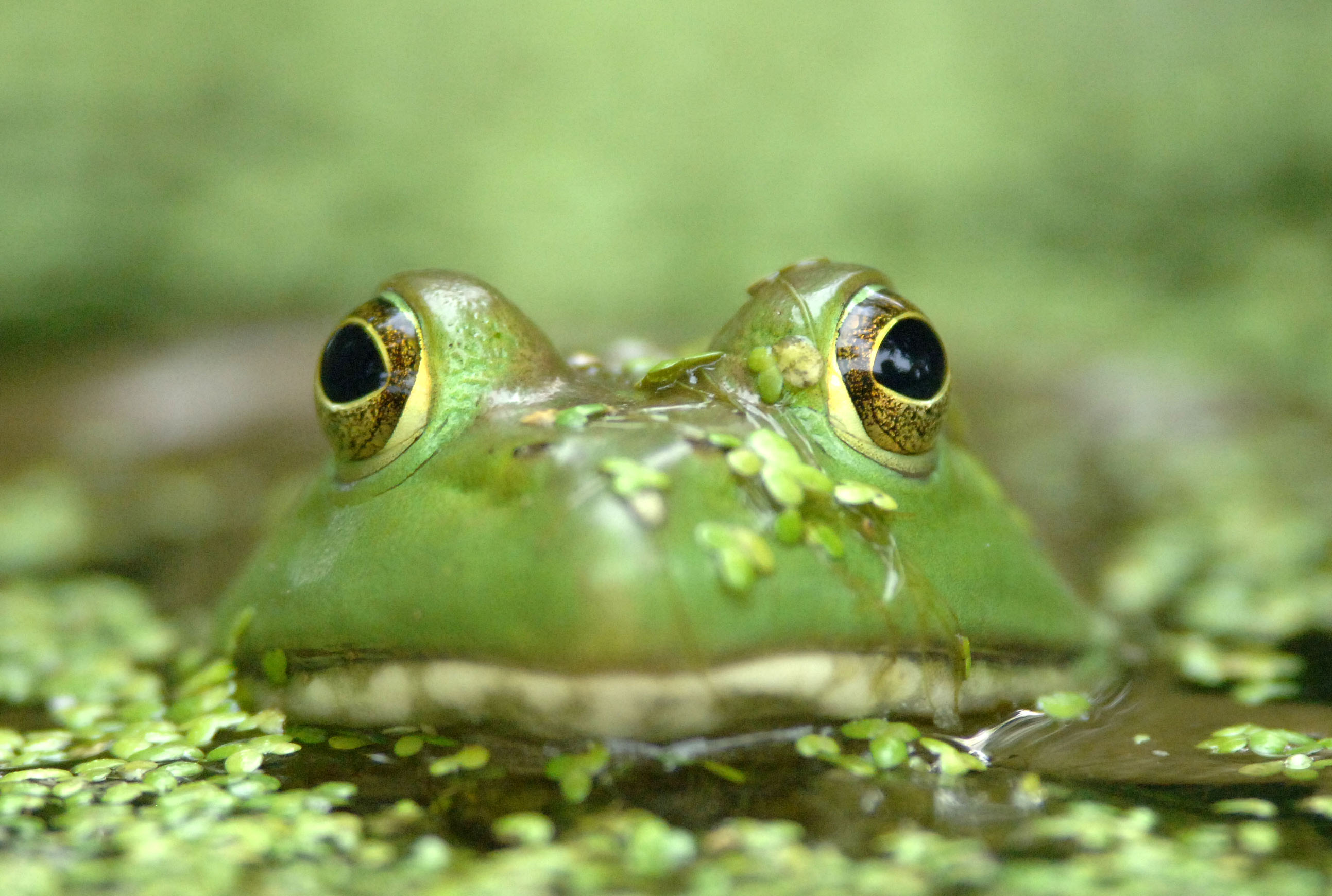 Bullfrog High Quality Background on Wallpapers Vista
