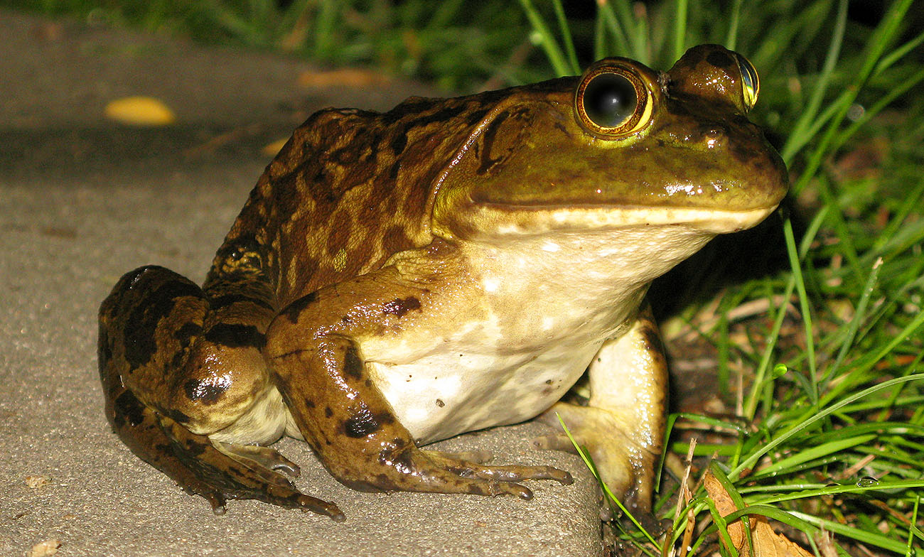 Bullfrog Backgrounds, Compatible - PC, Mobile, Gadgets| 1300x784 px