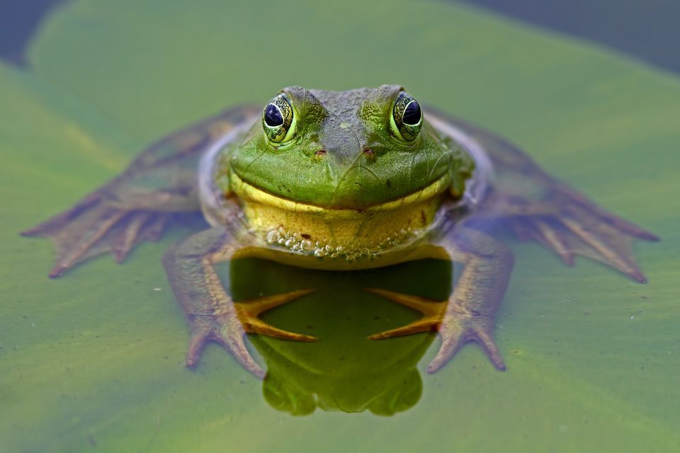 Bullfrog Pics, Animal Collection
