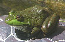 Amazing Bullfrog Pictures & Backgrounds