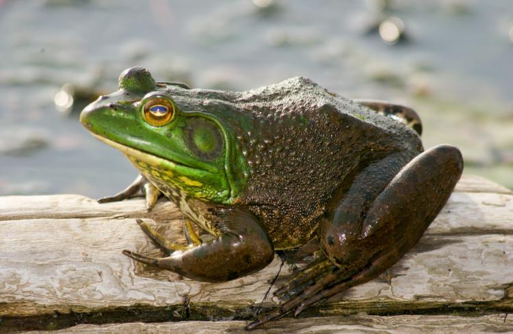 Bullfrog Backgrounds, Compatible - PC, Mobile, Gadgets| 750x488 px