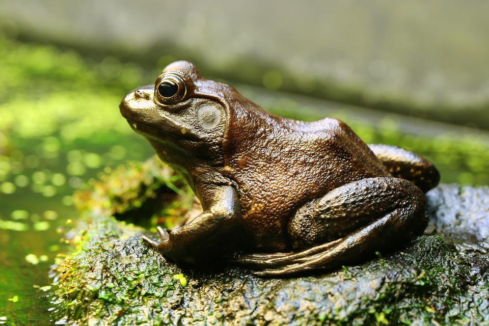 Amazing Bullfrog Pictures & Backgrounds