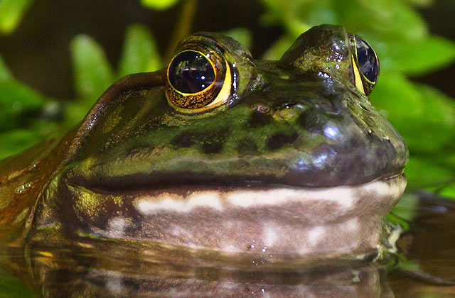 Bullfrog Backgrounds, Compatible - PC, Mobile, Gadgets| 640x420 px