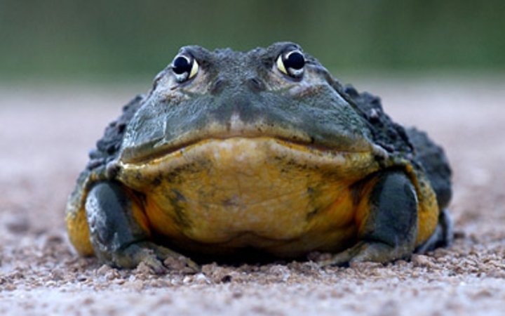 Nice Images Collection: Bullfrog Desktop Wallpapers