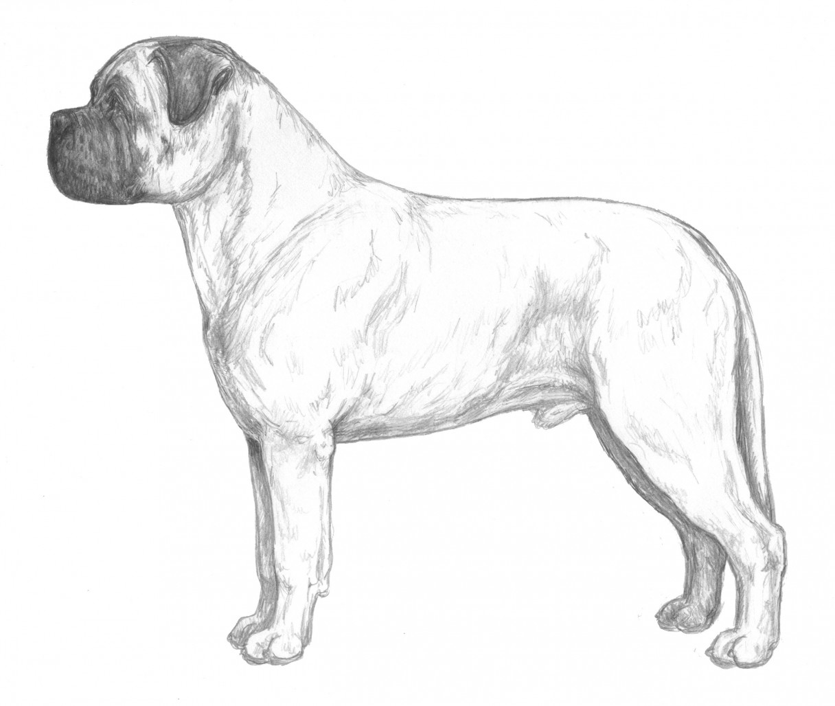 Bullmastiff Backgrounds, Compatible - PC, Mobile, Gadgets| 1216x1028 px