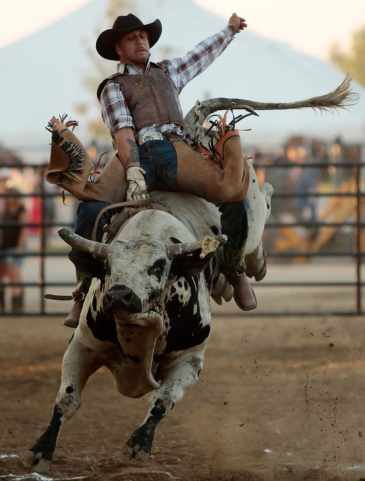 Bullriding High Quality Background on Wallpapers Vista