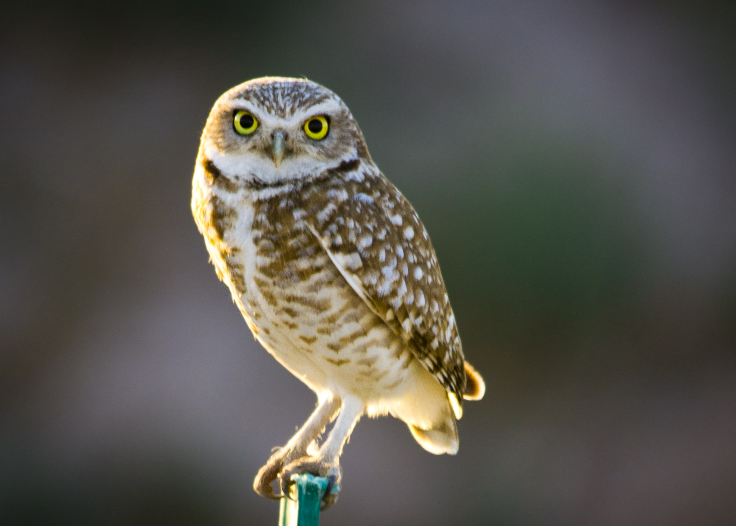 HQ Burrowing Owl Wallpapers | File 2006.47Kb