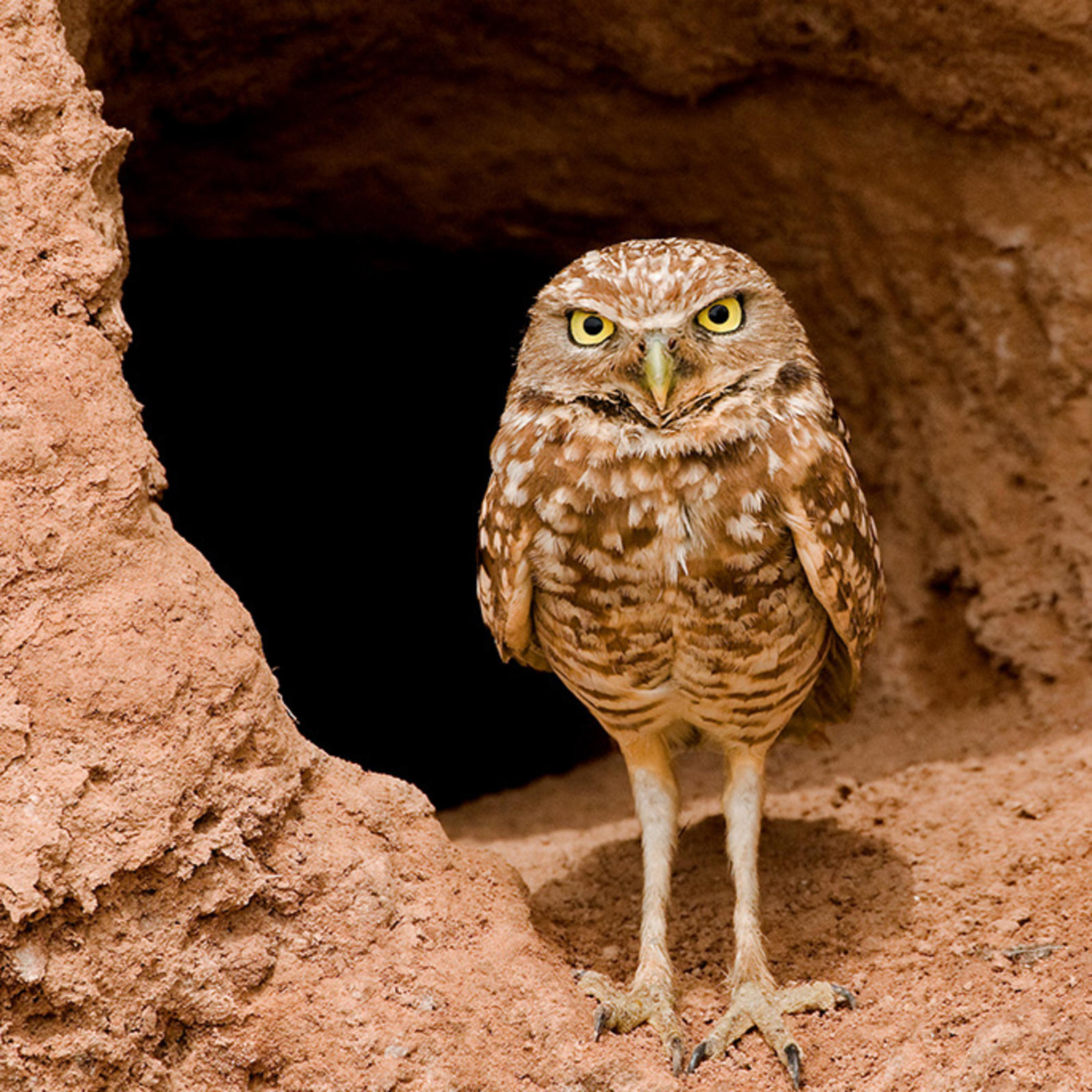 HD Quality Wallpaper | Collection: Animal, 1597x1597 Burrowing Owl