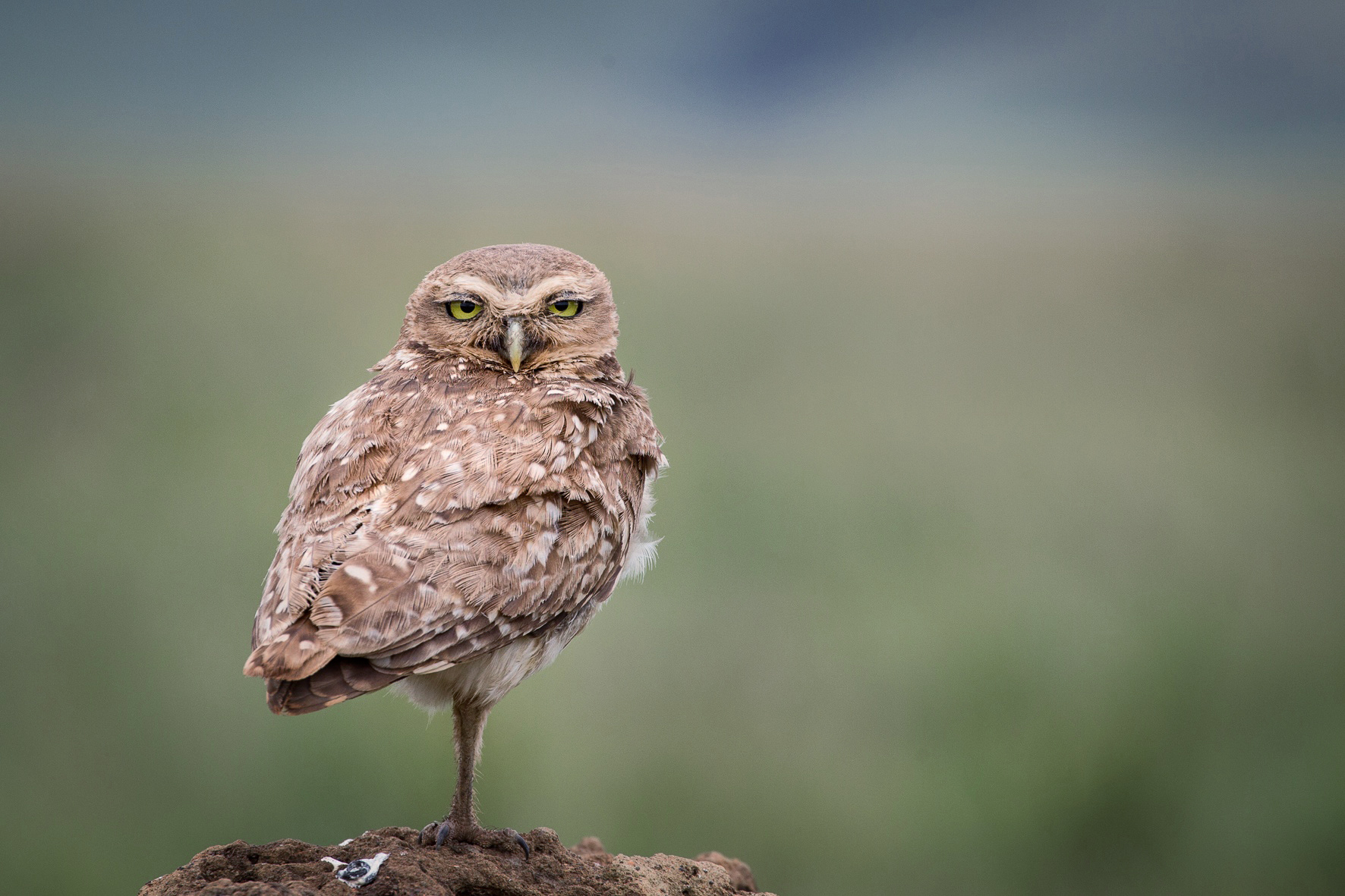 Burrowing Owl Pics, Animal Collection
