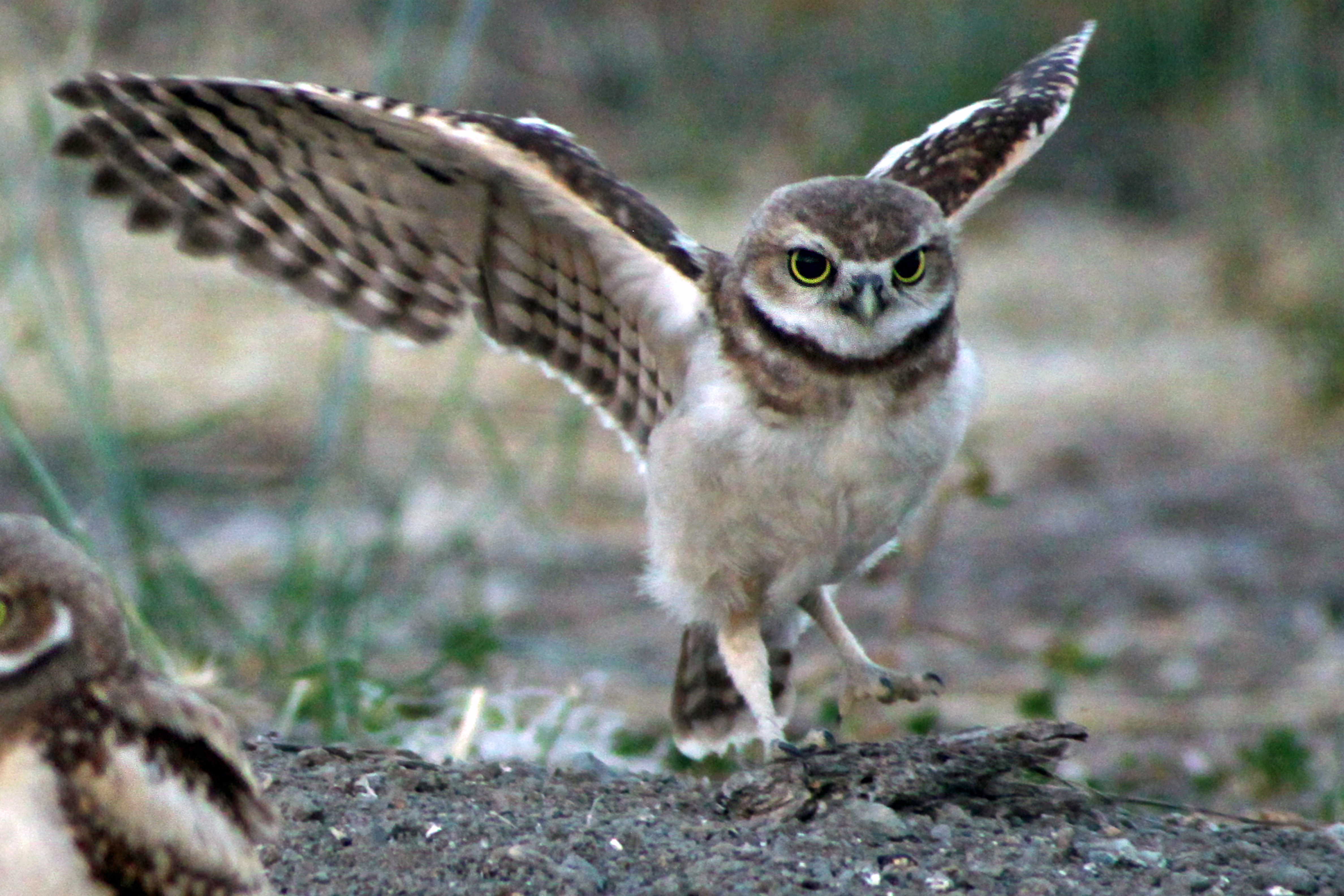 HQ Burrowing Owl Wallpapers | File 1672.67Kb