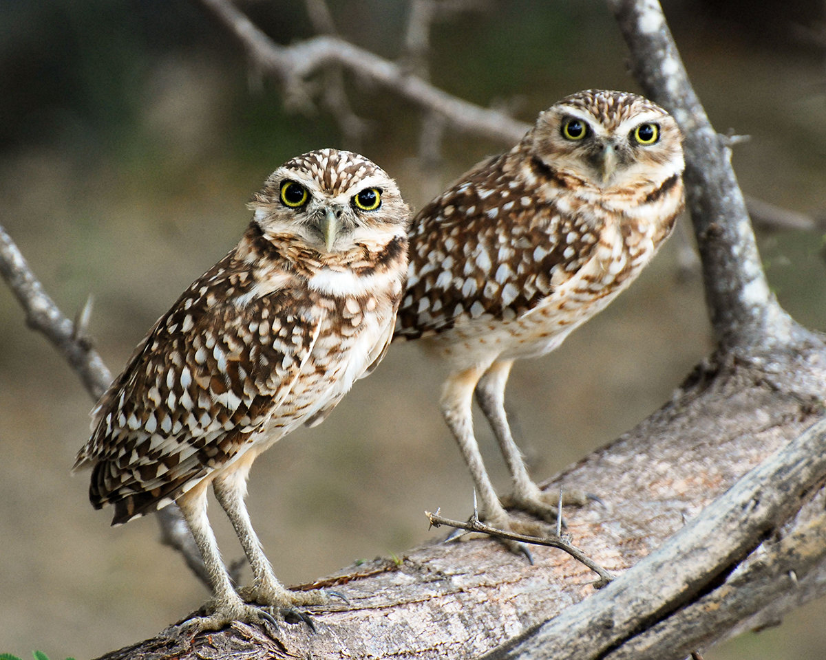 Burrowing Owl Pics, Animal Collection