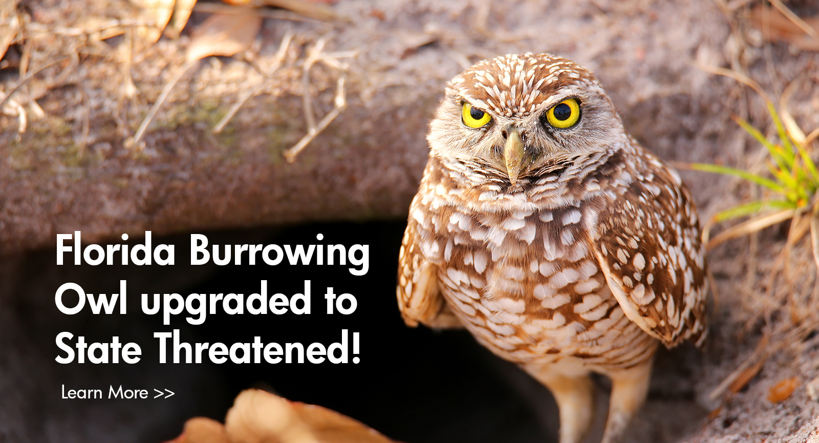 Burrowing Owl High Quality Background on Wallpapers Vista