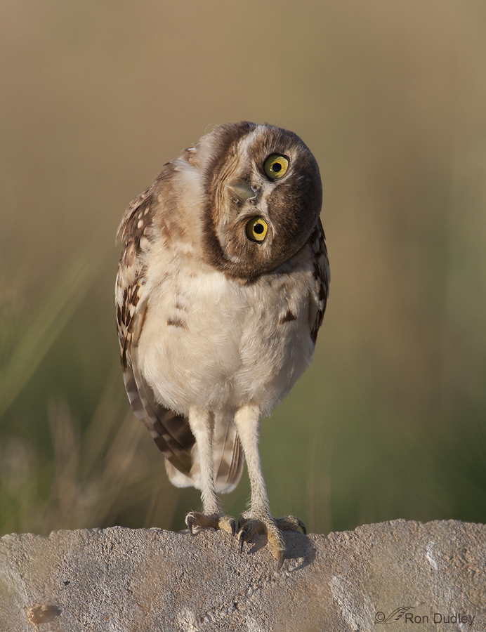 Burrowing Owl #28