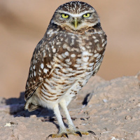 Images of Burrowing Owl | 200x200