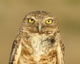 HD Quality Wallpaper | Collection: Animal, 263x210 Burrowing Owl
