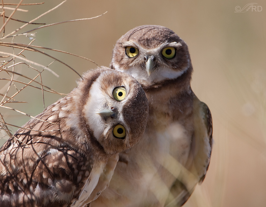 Burrowing Owl High Quality Background on Wallpapers Vista