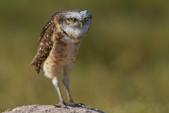 HQ Burrowing Owl Wallpapers | File 40.14Kb
