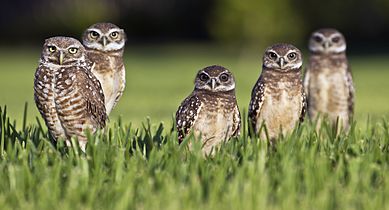 Images of Burrowing Owl | 389x210