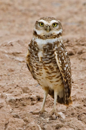Burrowing Owl #17