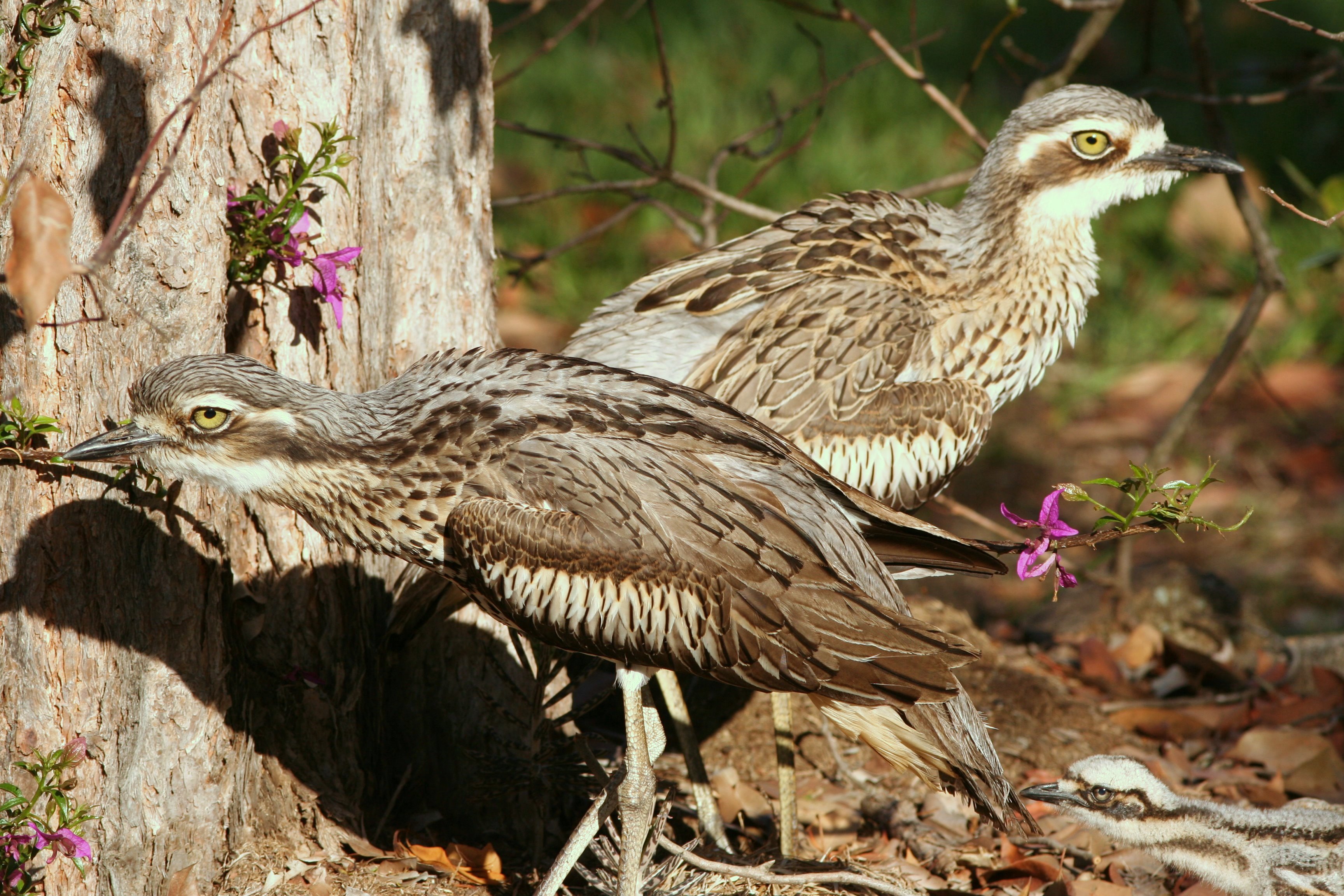 HQ Bush Stone-curlew Wallpapers | File 1318.69Kb