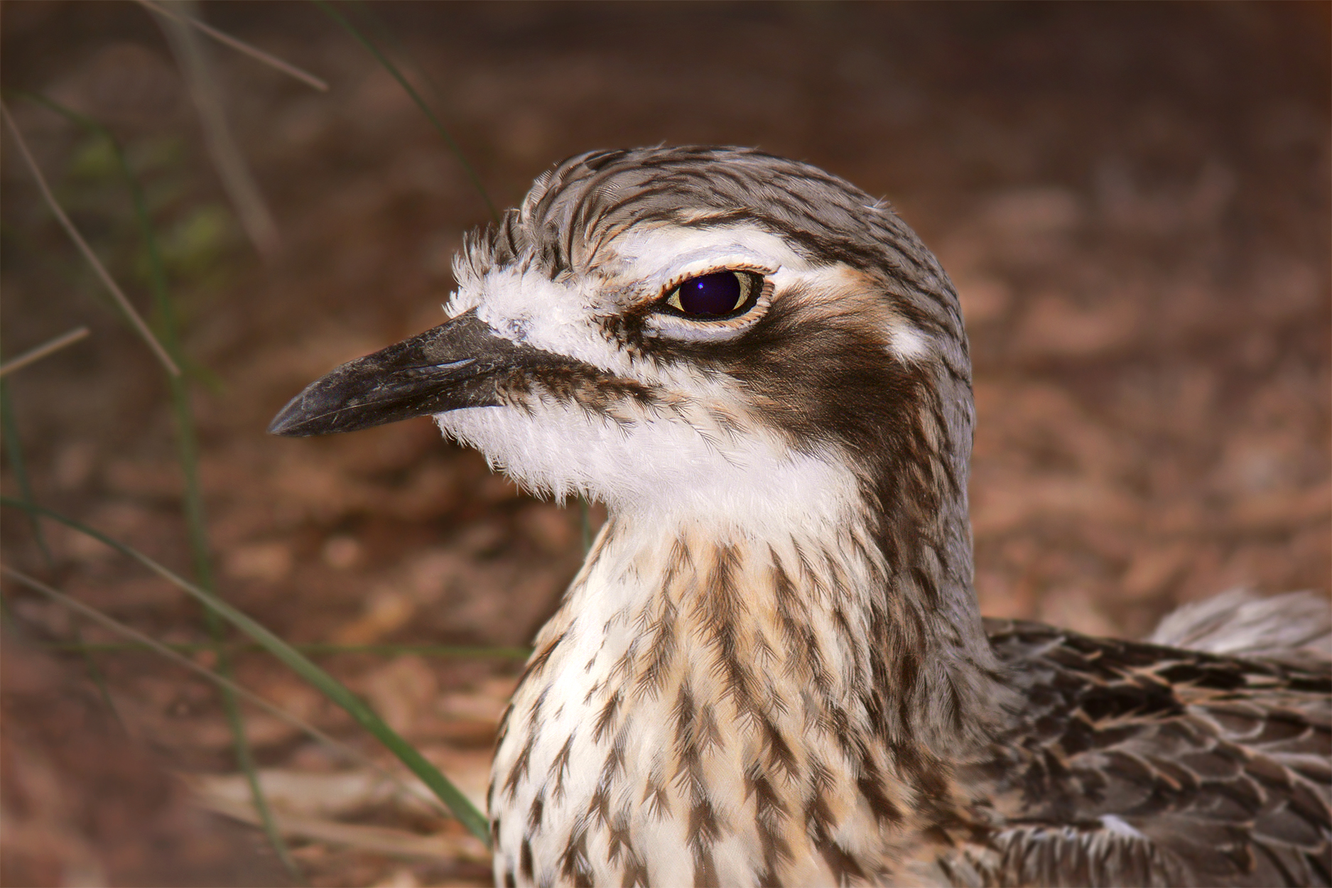 1875x1250 > Bush Stone-curlew Wallpapers