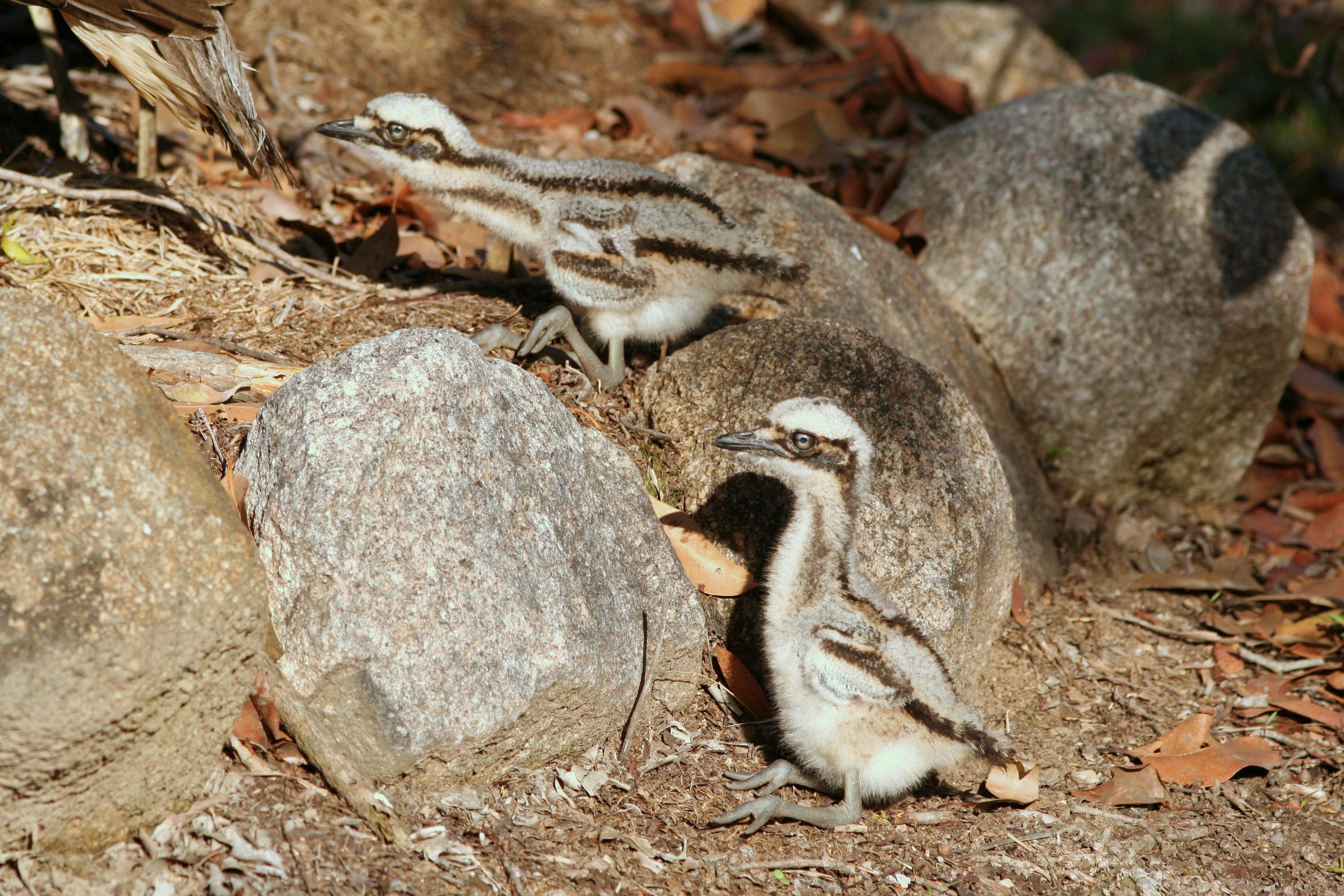 Amazing Bush Stone-curlew Pictures & Backgrounds