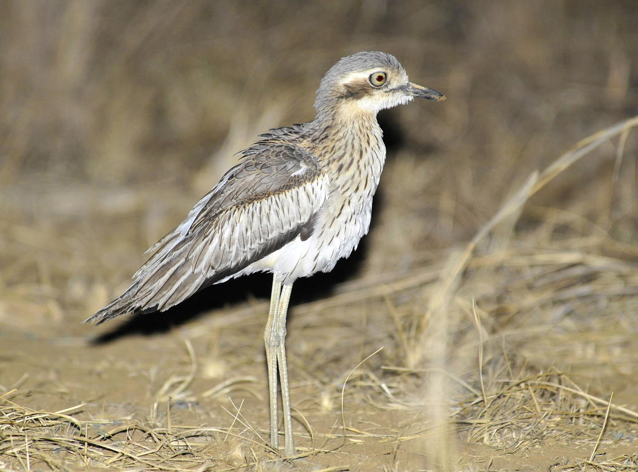 Nice Images Collection: Bush Stone-curlew Desktop Wallpapers