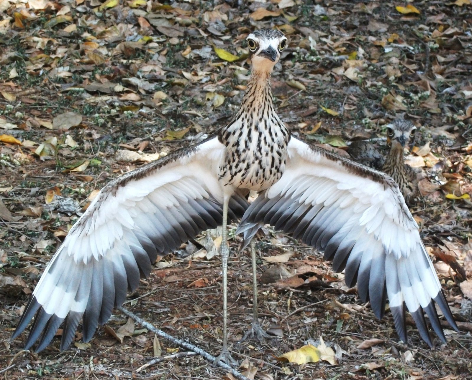 1600x1291 > Bush Stone-curlew Wallpapers