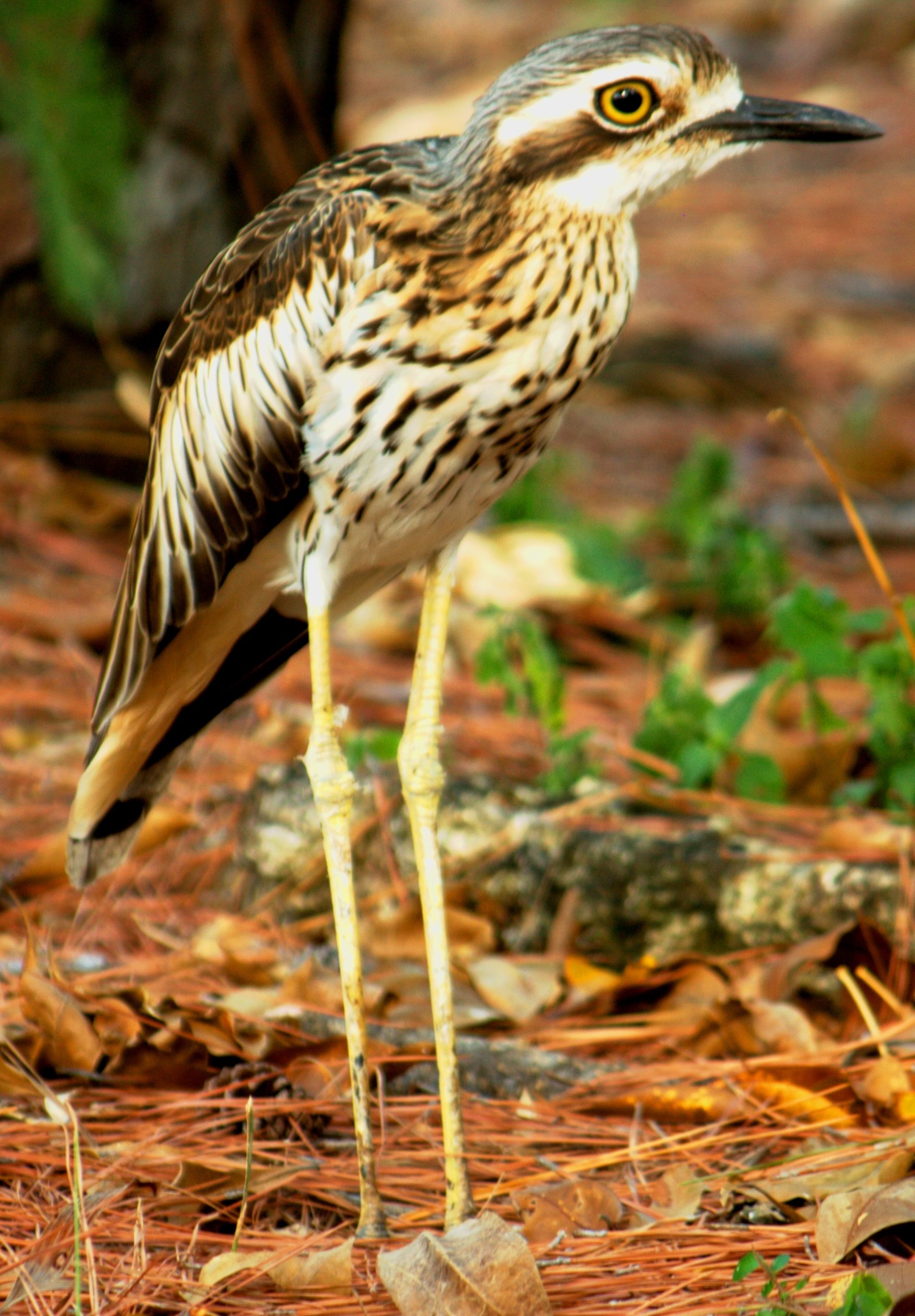 Images of Bush Stone-curlew | 1753x2520
