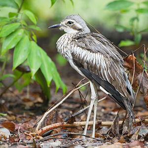 Bush Stone-curlew Backgrounds on Wallpapers Vista