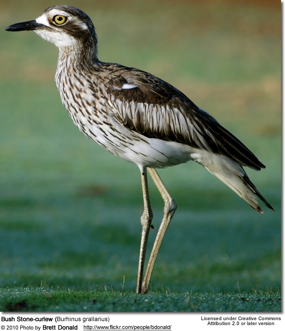 Bush Stone-curlew High Quality Background on Wallpapers Vista