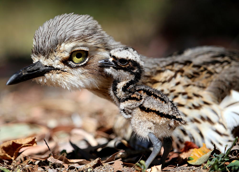 Images of Bush Stone-curlew | 1000x722