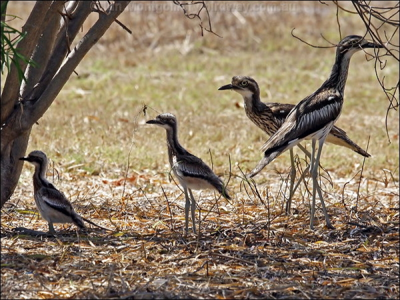 Nice wallpapers Bush Stone-curlew 800x600px