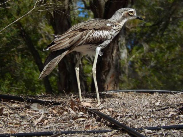 640x480 > Bush Stone-curlew Wallpapers
