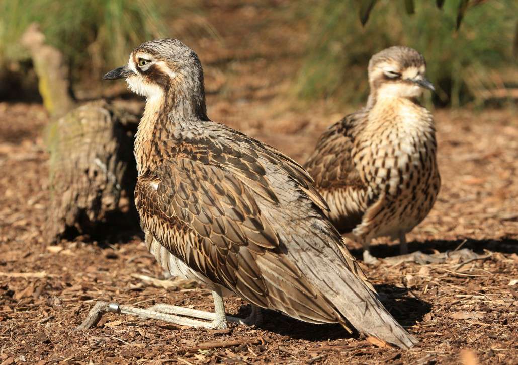 Bush Stone-curlew High Quality Background on Wallpapers Vista