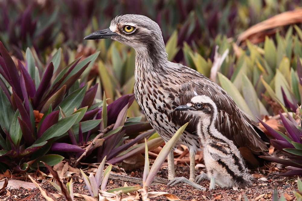 Images of Bush Stone-curlew | 1000x667