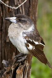 Butcherbird Pics, Animal Collection