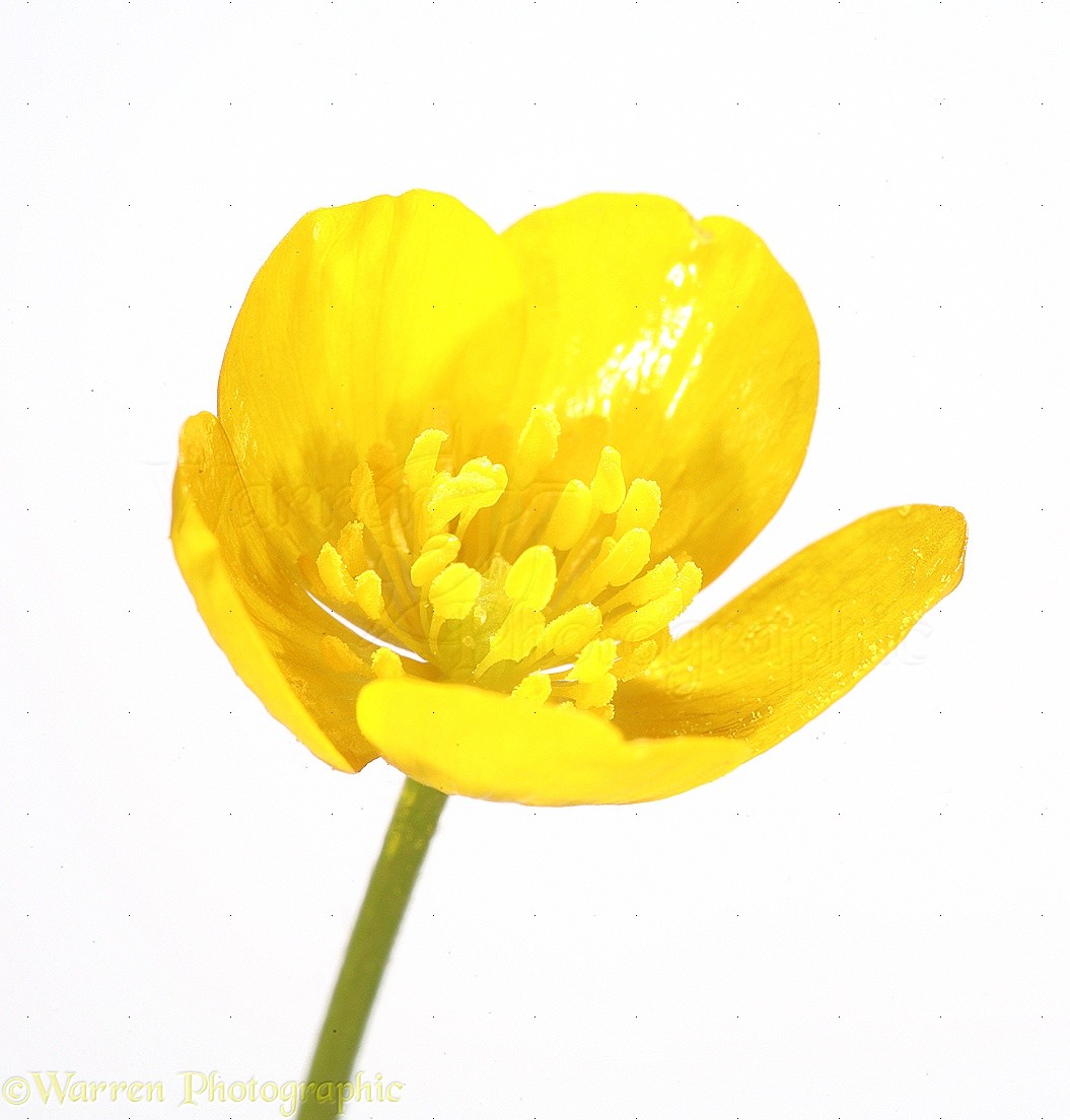 Buttercup Backgrounds on Wallpapers Vista