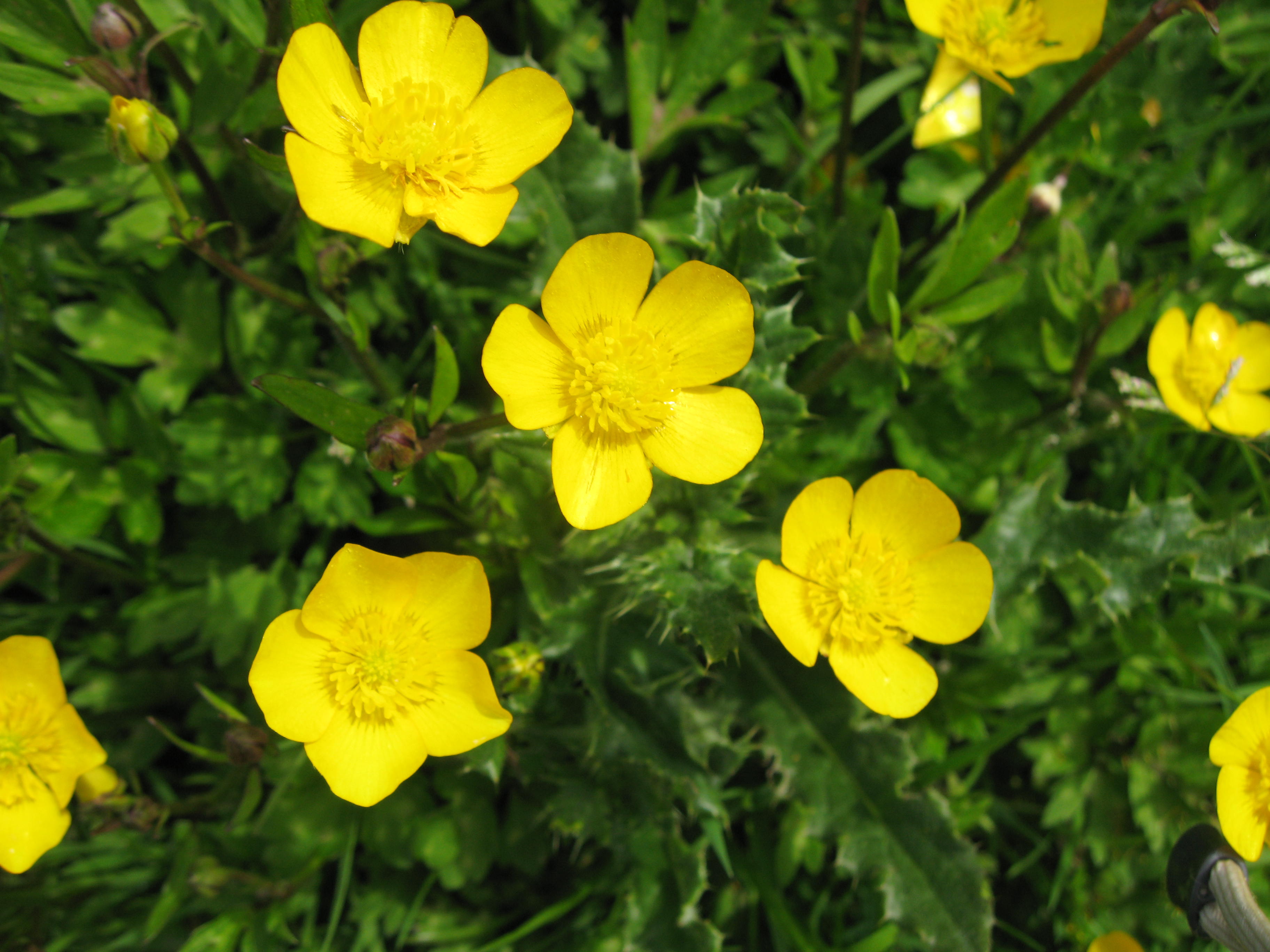 Amazing Buttercup Pictures & Backgrounds