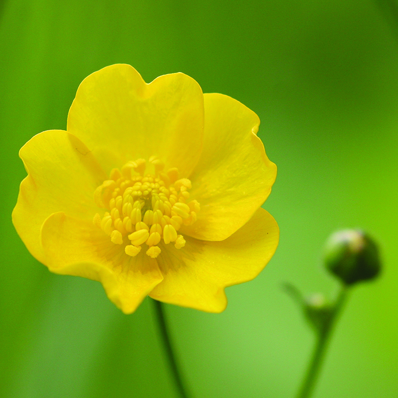 Buttercup High Quality Background on Wallpapers Vista