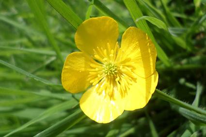 Nice Images Collection: Buttercup Desktop Wallpapers