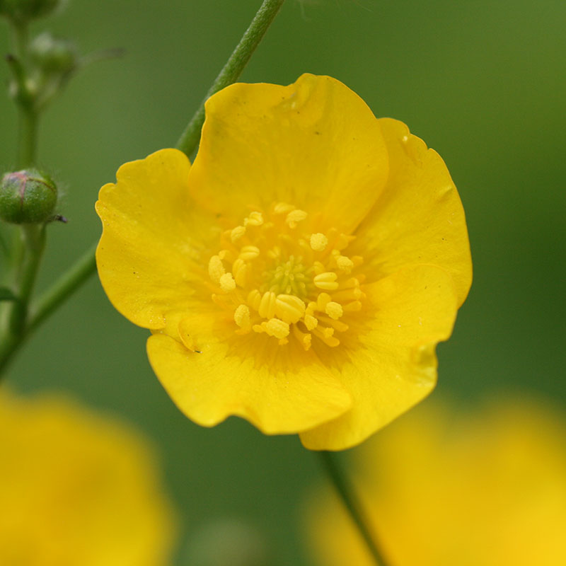 Nice Images Collection: Buttercup Desktop Wallpapers
