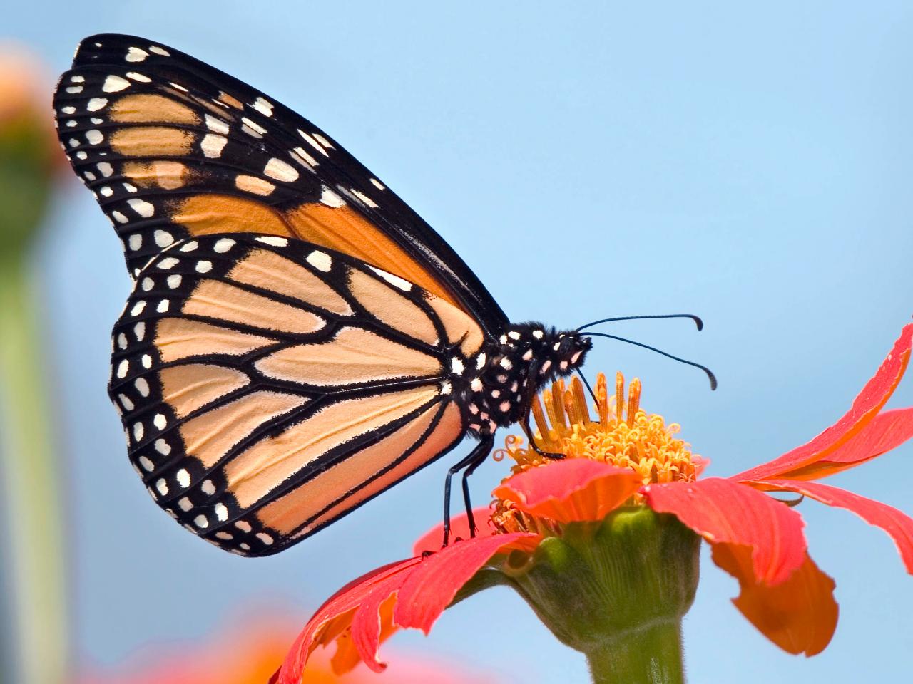 Nice Images Collection: Butterfly Desktop Wallpapers