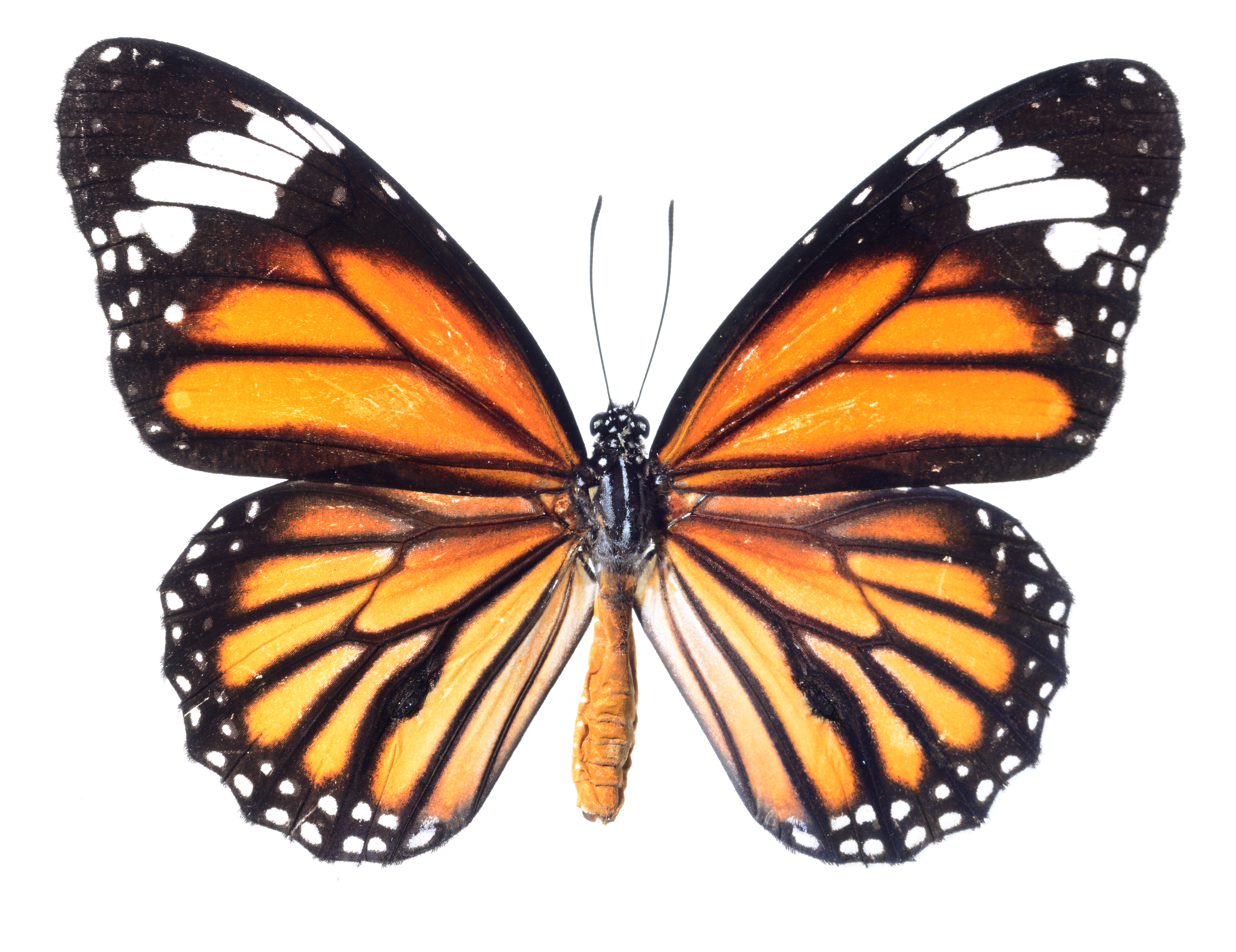 Butterfly HD wallpapers, Desktop wallpaper - most viewed