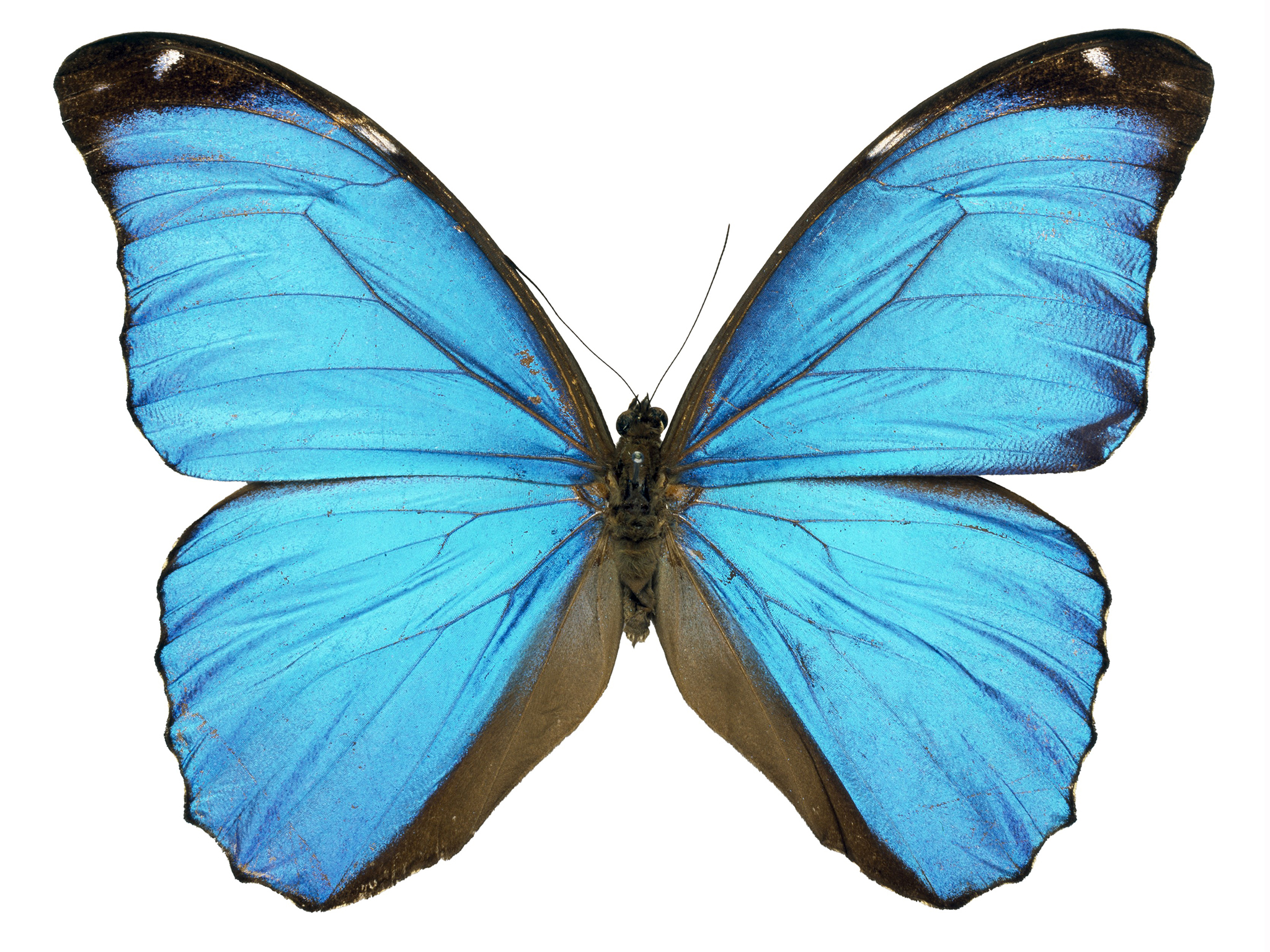 Butterfly High Quality Background on Wallpapers Vista