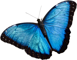 Images of Butterfly | 250x194