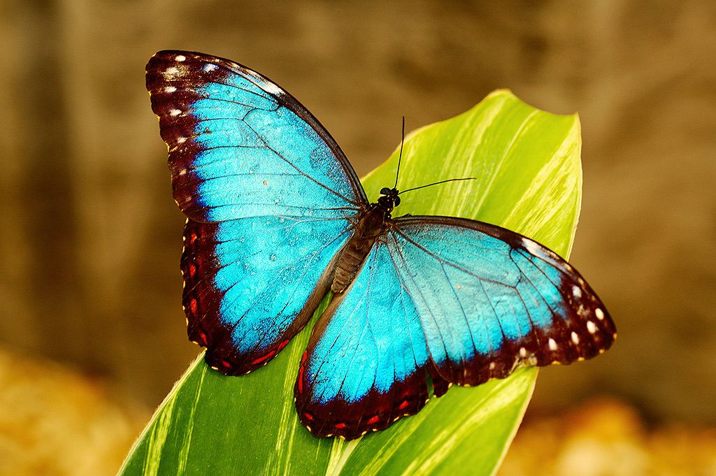 Amazing Butterfly Pictures & Backgrounds