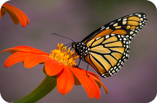 HD Quality Wallpaper | Collection: Animal, 525x345 Butterfly